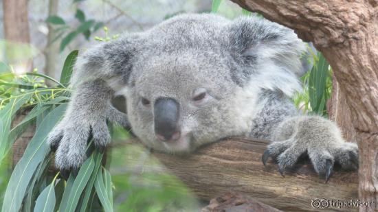 Koala