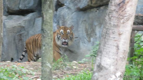 tigre