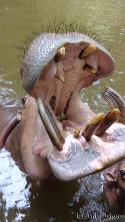 Feed the hippo :)