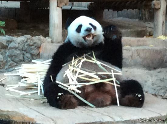 Panda just chillin' and having a feed :)