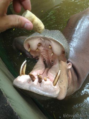 Hyppo qui mange !