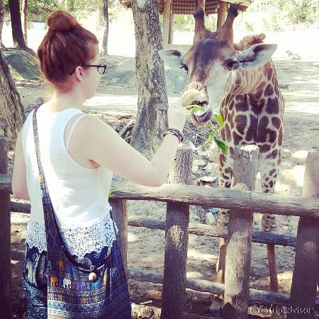 Feeding Giraffes