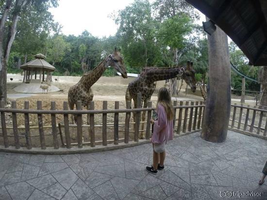 feeding giraffes