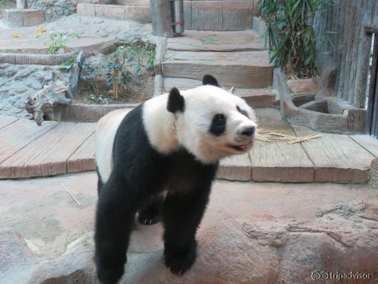 Chuang Chuang