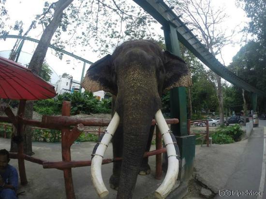 huggee elephant