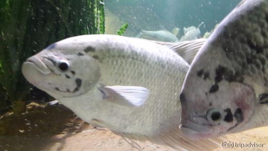 Aquarium 1