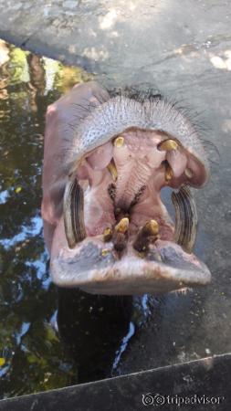 Flusspferd