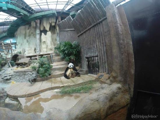 watched him for about half an hour eating bamboo
