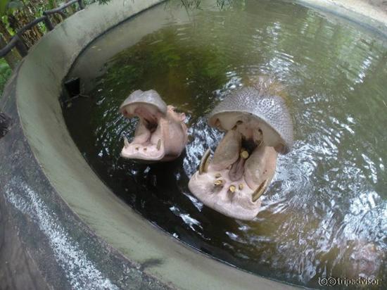 Loved the hippos, so cute