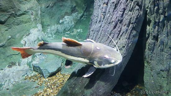 Catfish svømte over hodet på oss i akvariet