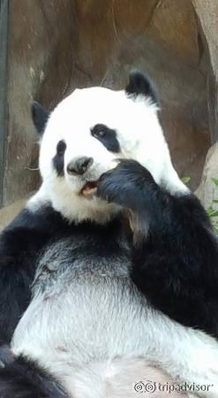 Pandaen koser seg med mat og oppmerksomhet