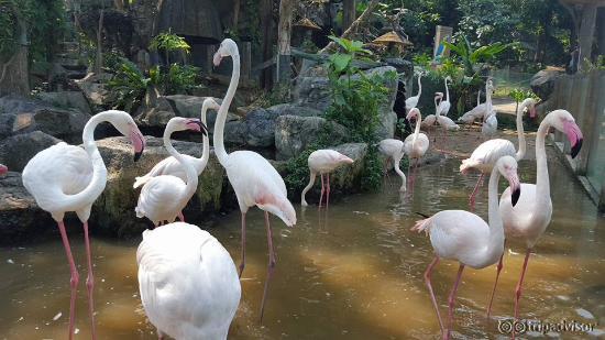 Vakre flamingoer