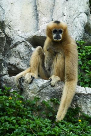 zoo