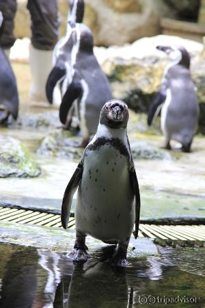 Penguin