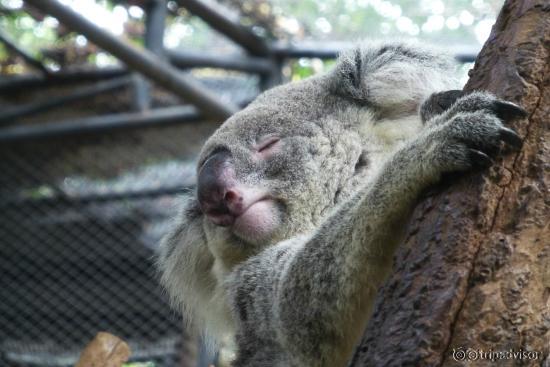 zoo