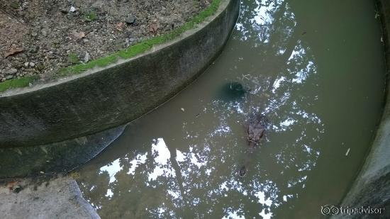 Le paquet d'algues, c'est une tortue.
