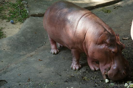 Chian Mai Zoo