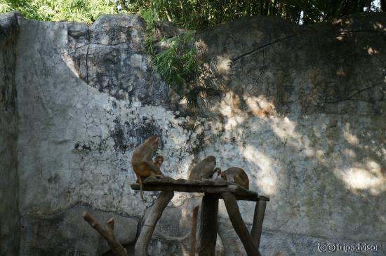 Chian Mai Zoo