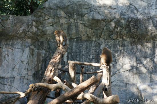 Chian Mai Zoo
