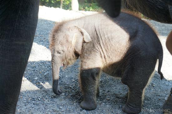 Chian Mai Zoo