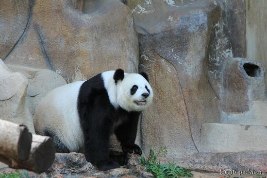 Pandamother