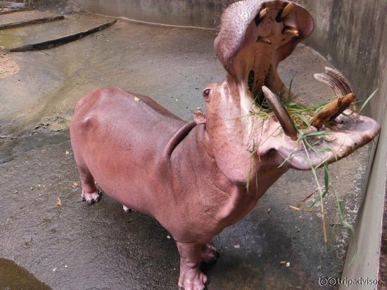 Zoo Chiang Mai