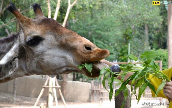 Chiang Mai Zoo