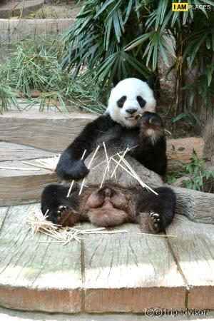 Chiang Mai Zoo