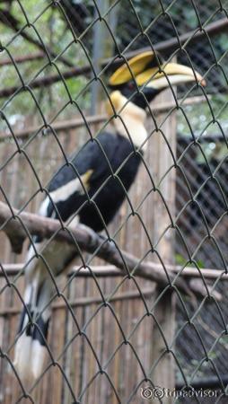 Hornbill birds