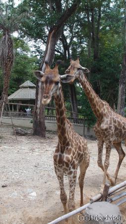 Inquisitive Giraffes