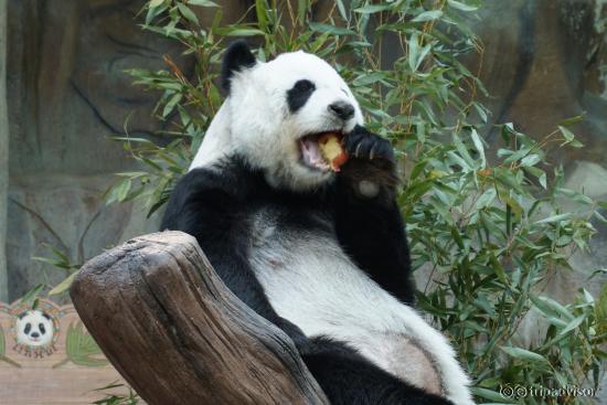 eating apple