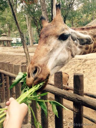 Feeding giraffes