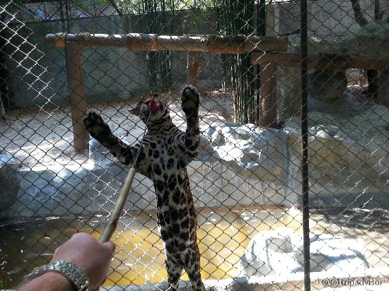 Feeding the big cats