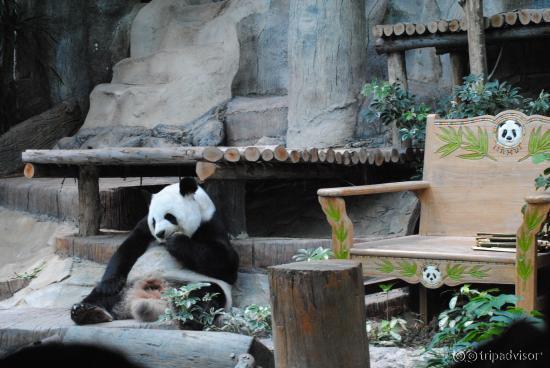 Feeding Time at the Pandas