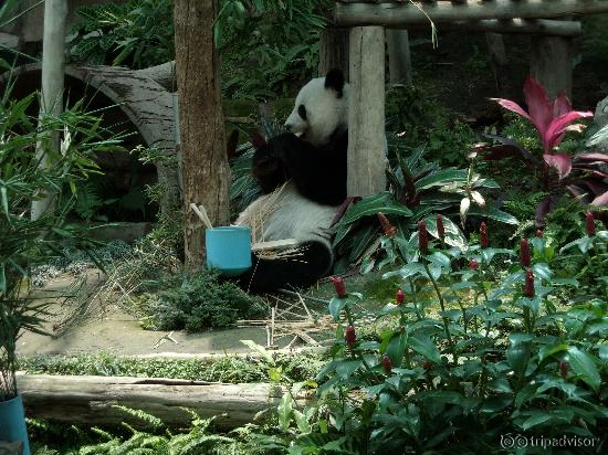 Female panda eating lunch