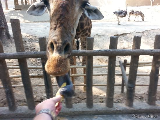 Hand feeding the giraffes