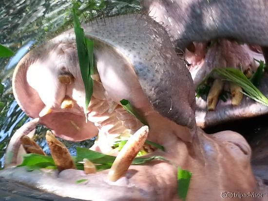 Hand feeding the Hippos