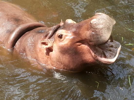 happy hippo