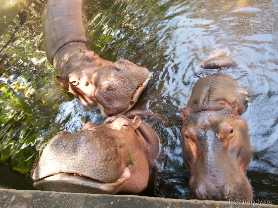 Happy looking Hippo