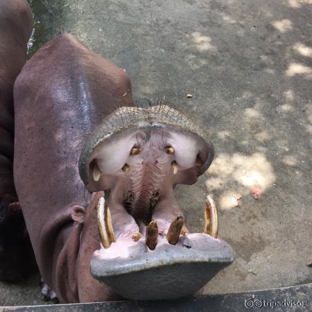 Hippo 