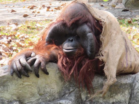 Male Orangutan having a laugh at all the people staring at him