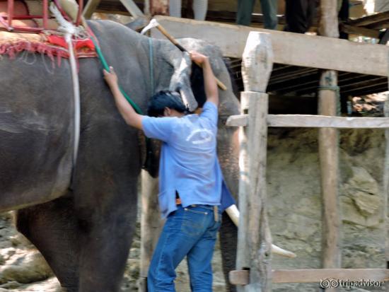 Note the stick with a long sharp hook which is used to strike the elephant to control it