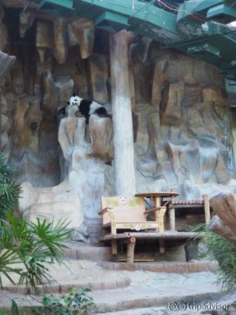 Panda, endormi...