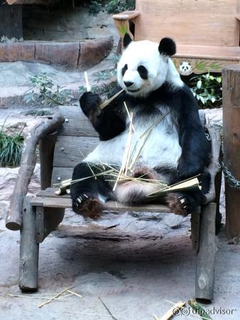 Panda lekker eten