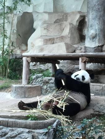 panda panda panda