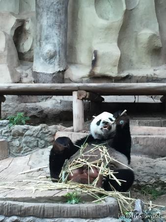 panda panda panda