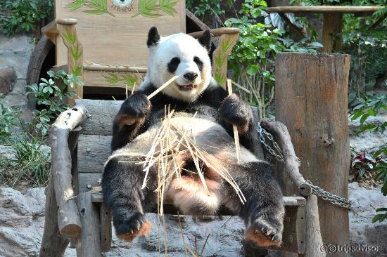 Panda