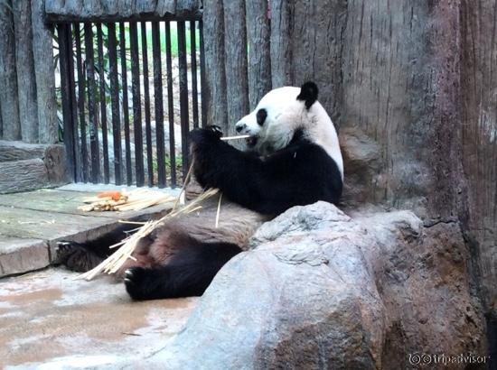 panda