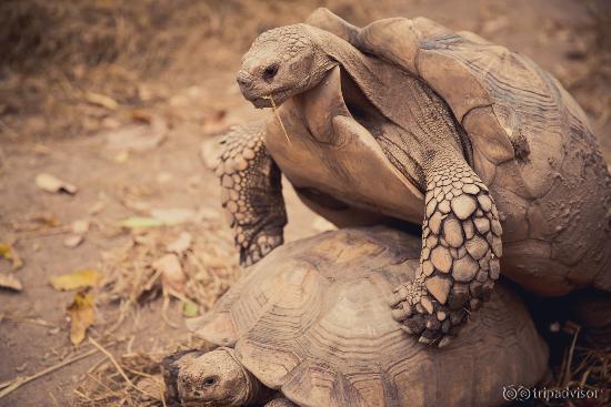 Schildkröten bei der Paarung