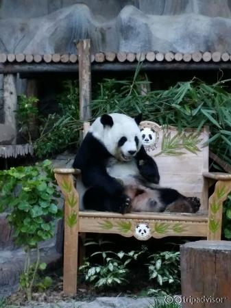 The panda